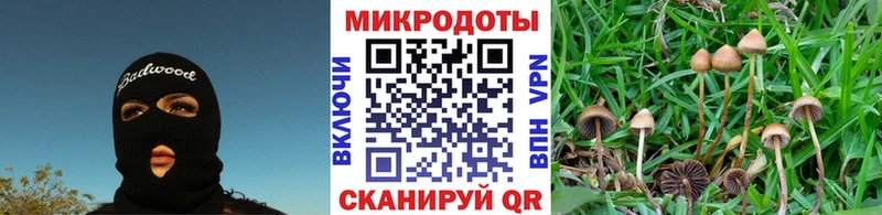 Галлюциногенные грибы Psilocybine cubensis Казань